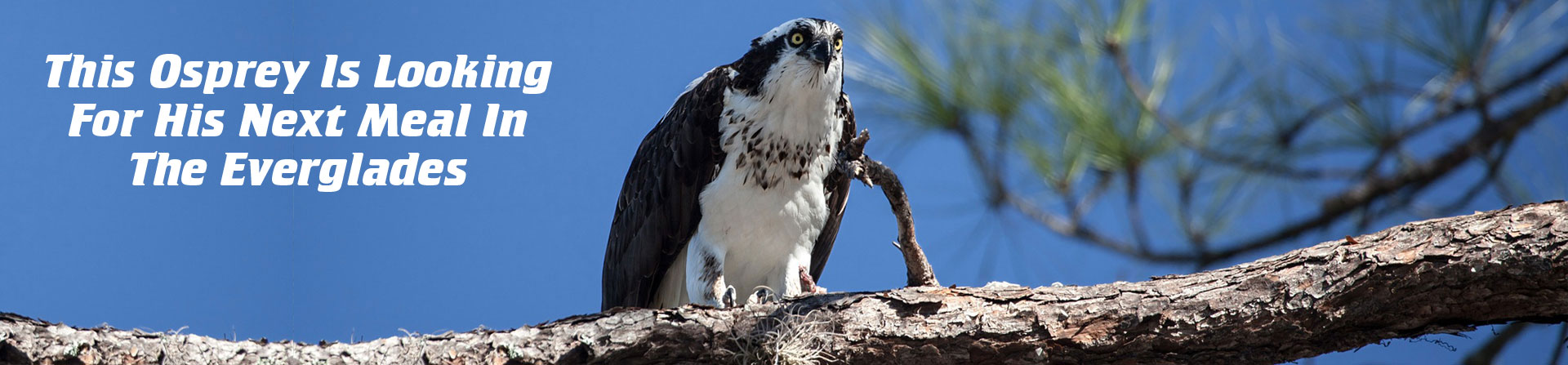 everglades bird