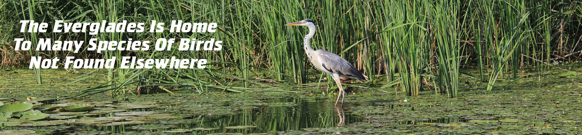 everglades bird