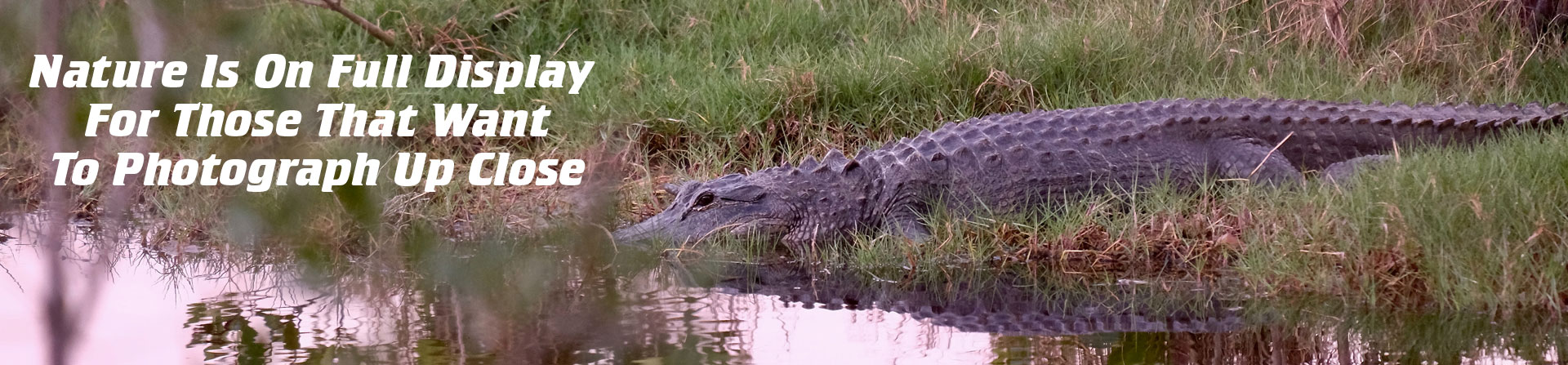 everglades aligator